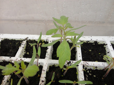 SEMILLERO DE TOMATES GERMINADOS