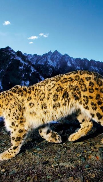 Prowl Mac Os X Snow Leopard Original