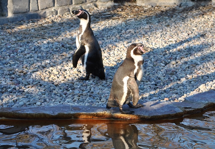 Zwergpinguine - Humboldt-Pinguine - Brillenpinguine Pinguine im Luisenpark in Mannheim