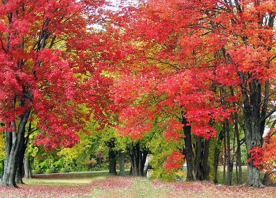Gambar Pohon Musim Gugur Wallpaper Pemandangan Alam Indah 