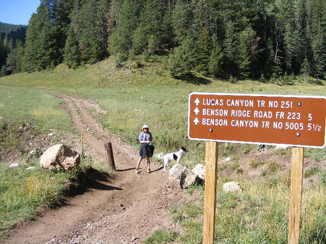 desert-packrat-lucas-canyon-trail