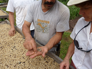 COSTA RICA COFFEE PLANTATION