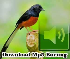 Download Mp3 Audio Suara Burung