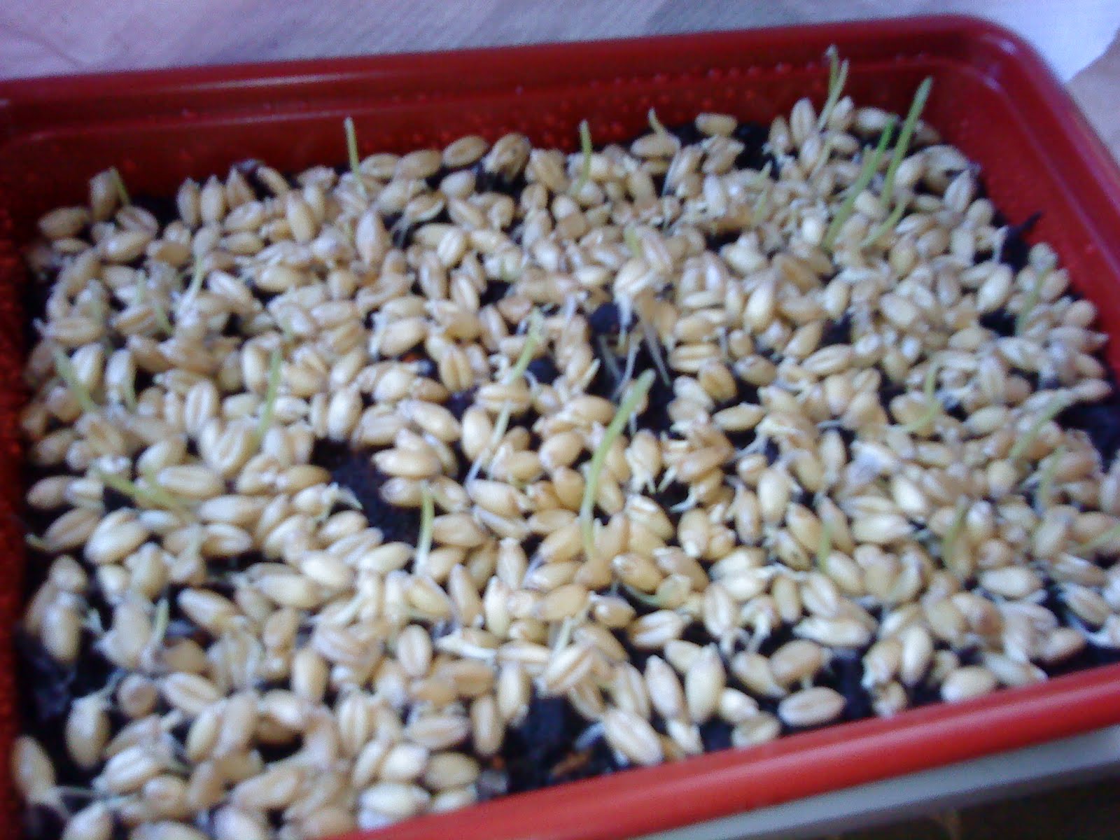 ~Nor Nora~: ~Rumput Kucing a.k.a Pet Grass~