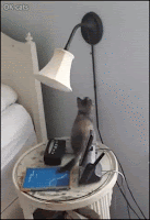 Crazy Kitten GIF • Crazy clumsy kitty turns on the bedside lamp and suddenly falls behind the nightstand, haha!