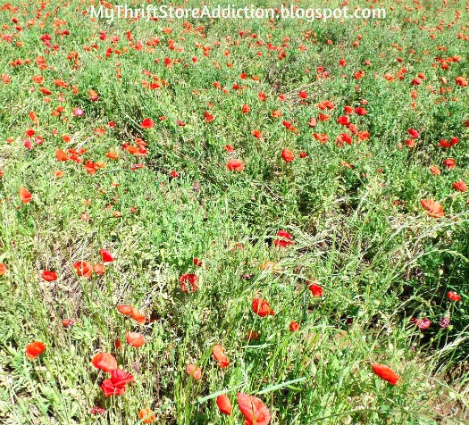 Fields of poppies