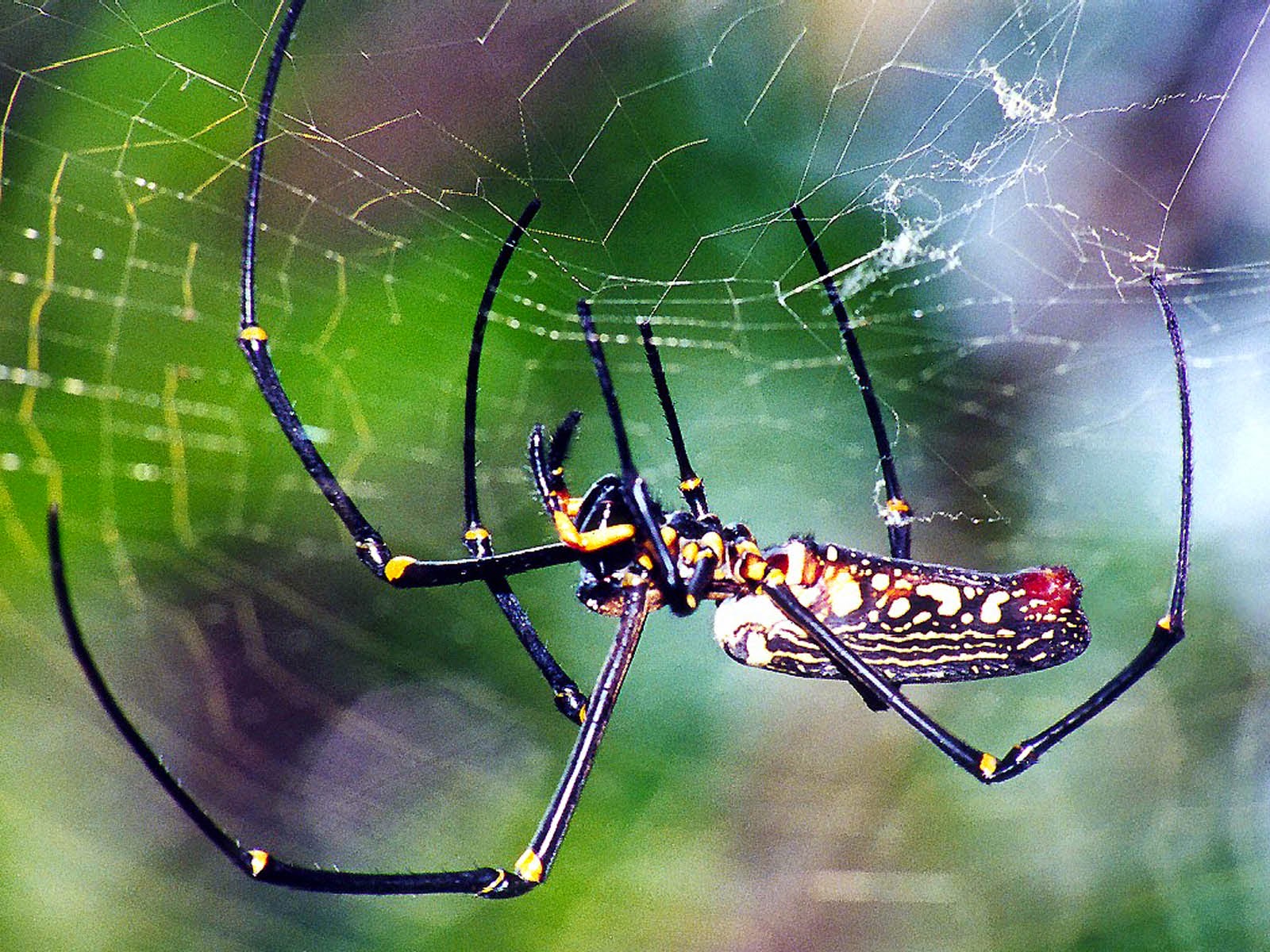 Про паукообразное. Паук золотопряд. Золотой шелкопряд паук. Золотистый паук (Nephila pilipes). Nephila maculata паук.