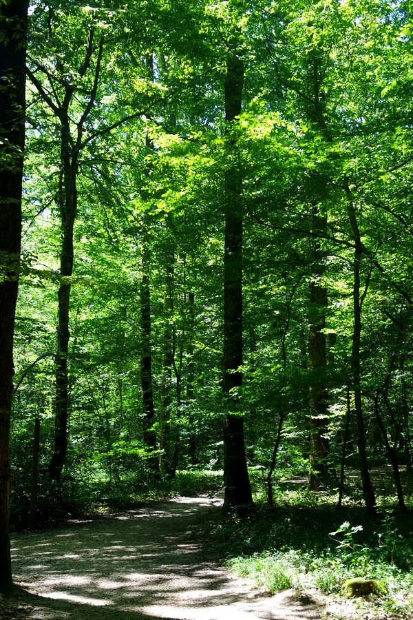 bourg-en-bresse forêt seillon balade randonnée parcours nature