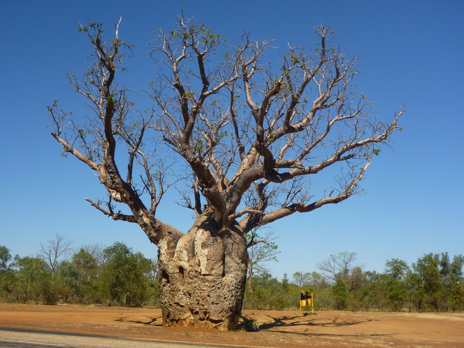 Just Keep on travelling: Still more boab trees near Derby