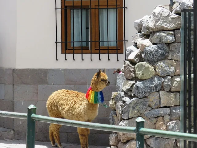 What to do in Cusco for 3 days: Alpaca with a rainbow necklace in Cusco Peru