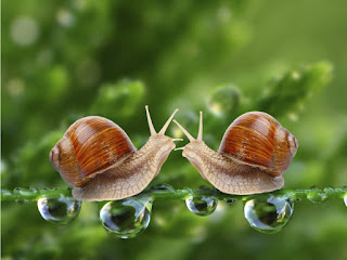 Significado de los sueños. Caracoles Significado de los sueños. Caracoles