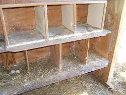 mites chicken coop chickens line