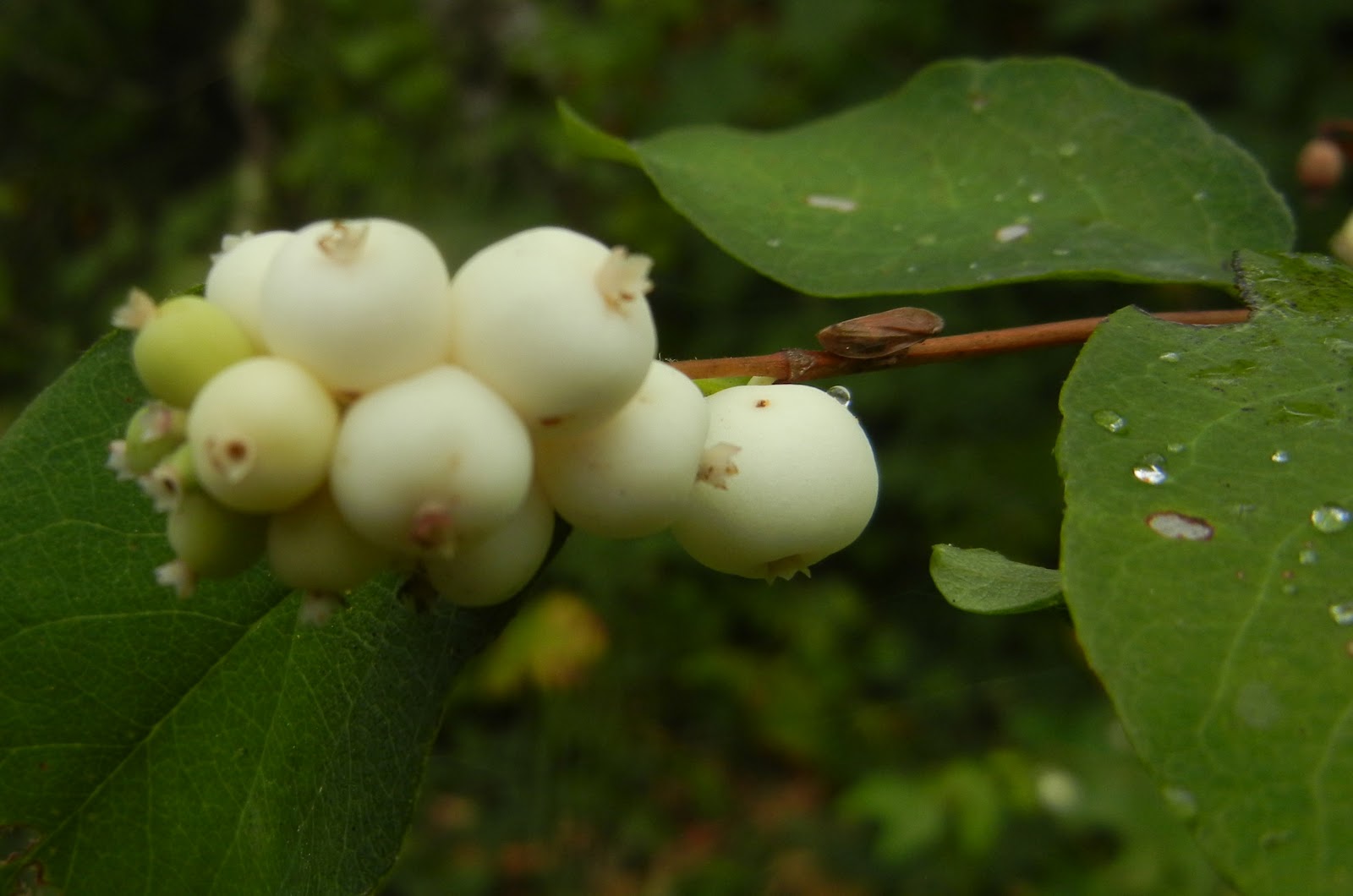 My View from the Garden: Possibilities, No Promises