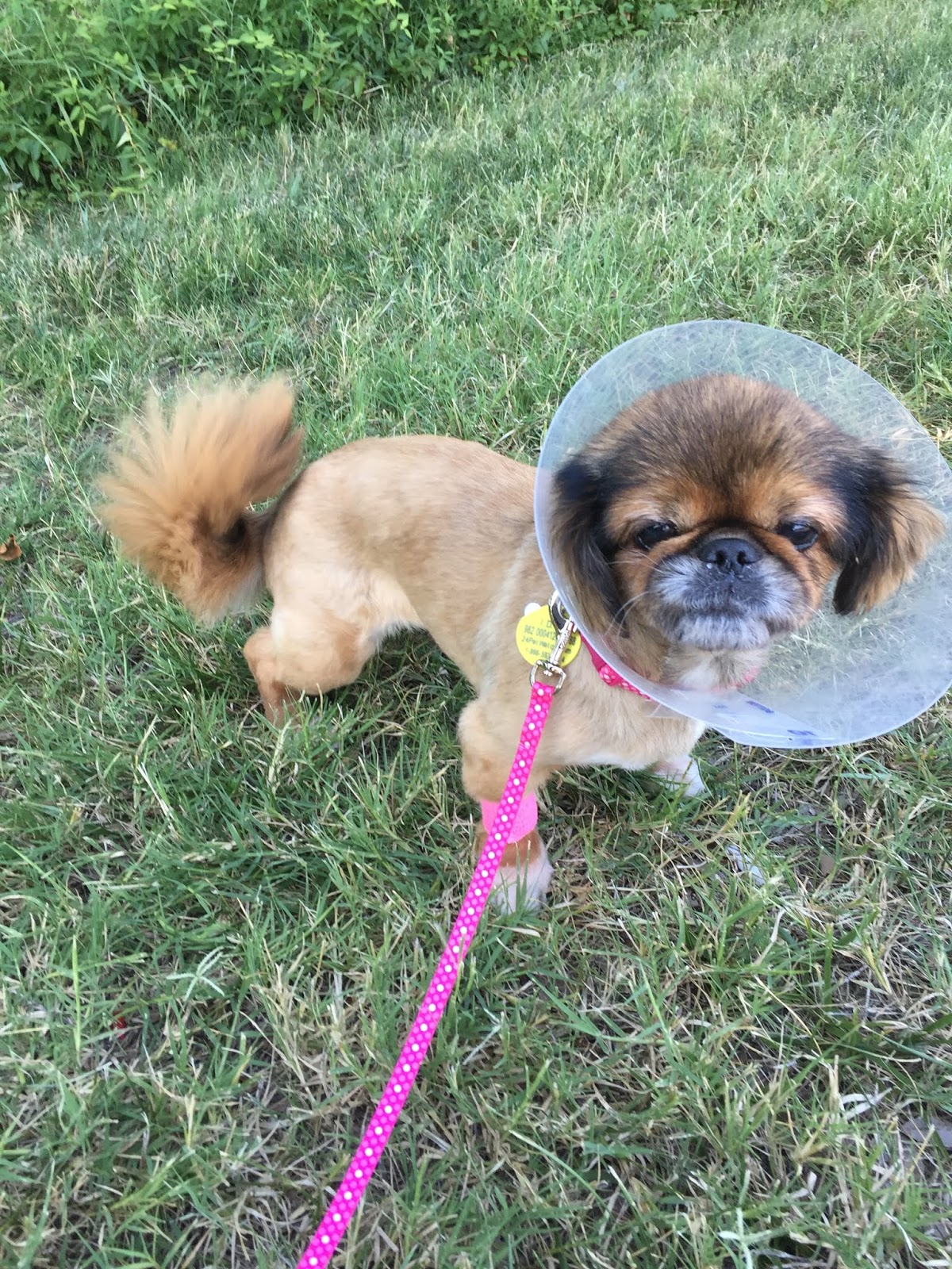 Must Love Pekes MATILDA AND CATARACT SURGERY