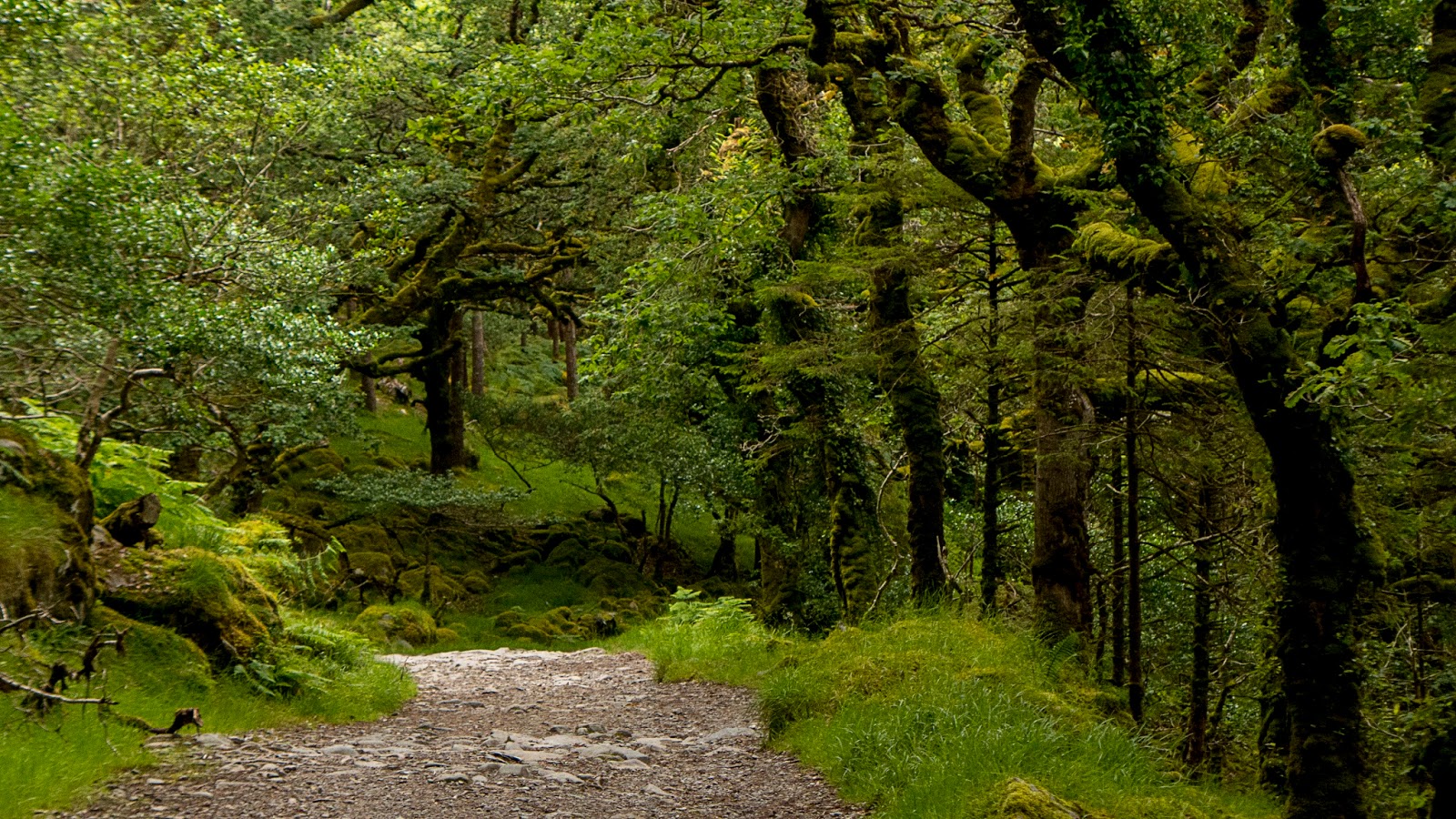 A Backpacker's Life Killarney National Park
