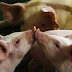 African Swine Fever outbreak reported in South Africa 