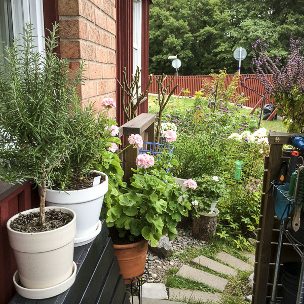 uteplatsen, patio, plants uteplatsen, patio, plants