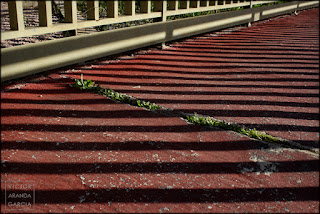 fotografía, naturaleza urbana, Valencia, Mas Camarena, serie