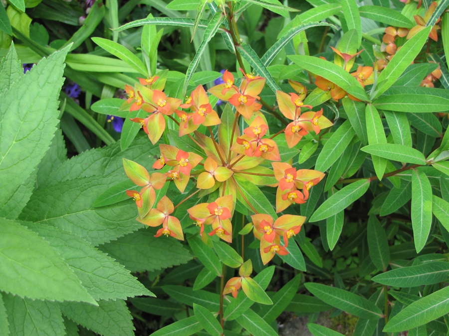 Euphorbia-griffithii 