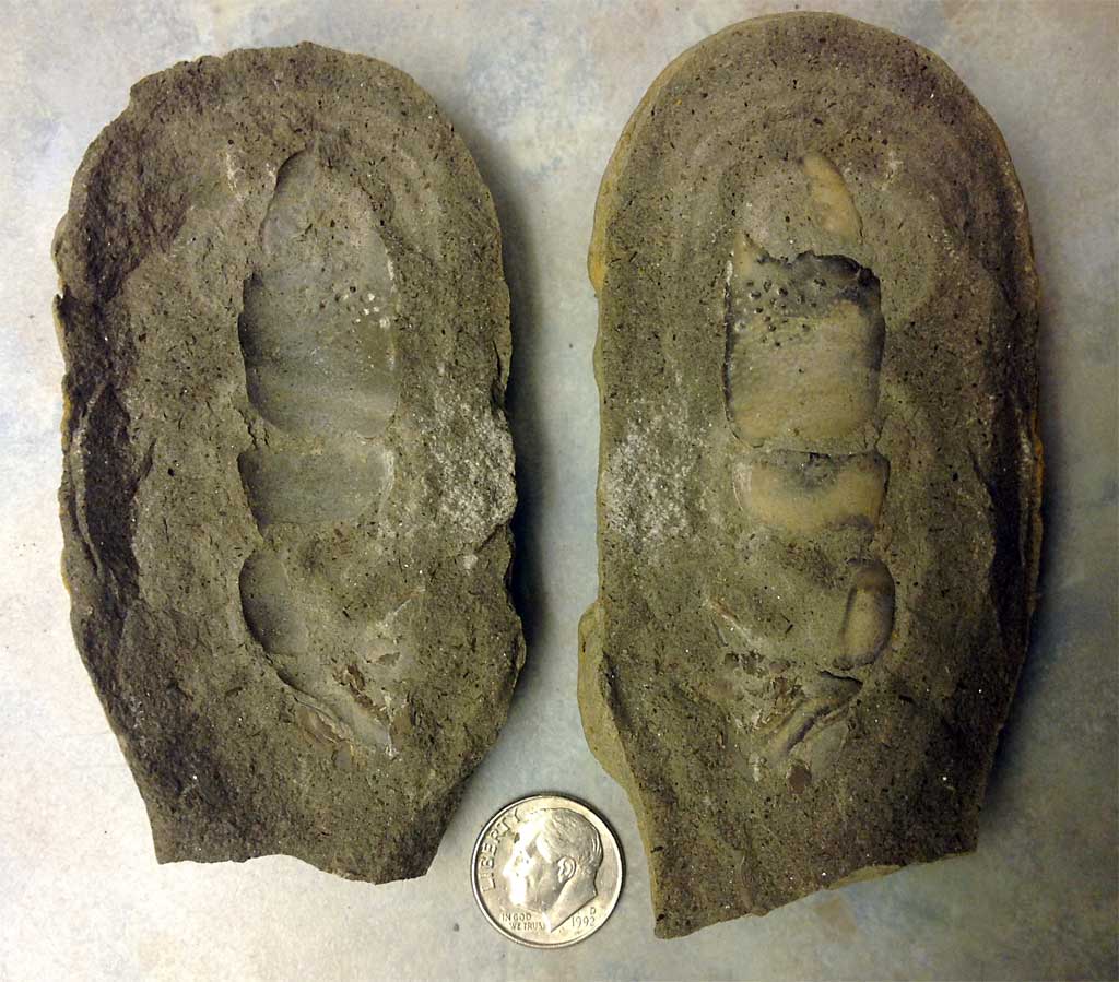 fossil acquired