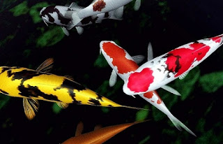 Cara mengatasi penyakit jamur pada ikan koi Cara mengatasi penyakit jamur pada ikan koi