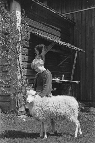 フィンランドの羊とウール 1965年の映像 手仕事 タピオの国