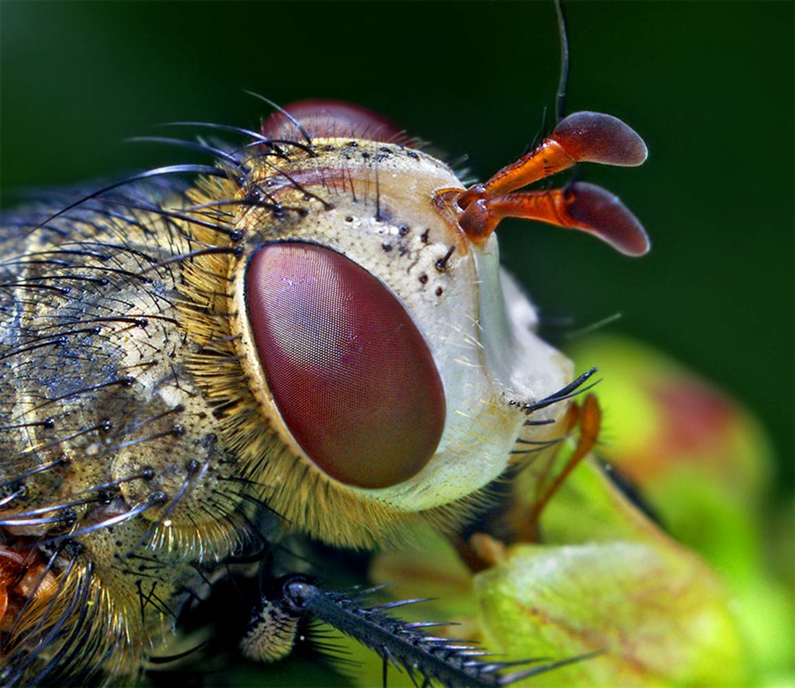Фото насекомых. Макросъемка насекомых. Макрофотографии насекомых. Насекомые макро. Глаза насекомых.