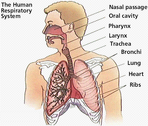   The Lungs and Respiratory Tract This article gives a brief overview of the lungs, lung function, and how we breathe.  Where are the lungs found? The lungs are found in the chest on the right and left side. At the front they extend from just above the clavicle (collarbone) at the top of the chest to about the sixth rib down. At the back of the chest the lungs finish around the tenth rib. The pleura (the protective membranes which cover the lung) continue down to the twelfth rib. From front to back the lungs fill the rib cage, but are separated by the heart, which lies in between them.      Air that we breathe enters the nose, flows through the pharynx (throat) and larynx (voice box) and enters the trachea (windpipe). The trachea eventually divides into two parts called bronchi. The right main bronchus (bronchus is the word for one bronchi) supplies the right lung; the left main bronchus supplies the left lung. These bronchi then go on to divide into smaller bronchi. Eventually the bronchi become known as bronchioles – the smallest air tubes in the lungs. This system of air tubes can be thought of as an upside down tree, with the trachea being the main trunk and the bronchi and bronchioles being the branches. The medical term for all the air tubes is 'the respiratory tract'.  At the end of the smallest bronchioles are alveoli. Alveoli are tiny sacs that are lined by a very thin layer of cells. They also have an excellent blood supply. The tiny alveoli are the place where oxygen enters the blood and where carbon dioxide (CO2) leaves the blood.   The lungs are divided into different parts by what are known as fissures. Fissures are separations of the tissue of the lung that divide the lung into lobes. The right lung has three lobes called upper, middle and lower lobes. The left lung only has two lobes, the upper and lower.     What do the lungs do? The lungs' main function is to help oxygen from the air we breathe enter red blood cells. Red blood cells then carry oxygen around the body to be used in the cells found in our organs and tissues. The lungs also help the body to get rid of CO2 gas when we breathe out. There are a number of other jobs carried out by the lungs that include: • Changing the pH of blood (whether the blood is more acid or alkali) by increasing or decreasing the amount of CO2 in the body. • Filtering out small blood clots formed in veins. • Filtering out small gas bubbles that may occur in the bloodstream. • Converting a chemical in the blood called angiotensin I to angiotensin II. These chemicals are important in the control of blood pressure.  How do the lungs and breathing work? Breathing in is called inhalation. For air to flow into the lungs there must be a difference in the air pressure in the lungs and the pressure outside. Air is made up of tiny particles including oxygen. If these particles are held together, in a bottle for example, they push on the sides of the bottle. This ‘push’ is what is known as pressure. If the size of the bottle and the amount of air in it stays the same, the pressure in the bottle will stay the same. But the pressure in the bottle can change. If the size of the bottle increases without allowing more air in, the pressure in the bottle goes down. This is because there are fewer particles inside than outside. If you then removed the lid, air would flow into the bottle. This would make the pressure on the inside the same as the outside.   Getting fresh air into the lungs works on a similar principle. For inhalation to happen, the lungs must get bigger. This lowers the pressure inside the lungs in comparison to the outside. Air rushes into the lungs to make the pressure equal – a breath in.   The size of your lungs varies according to what you are doing. The body has a special set of muscles that help to make the lungs increase in size. The most important muscle of inhalation is the diaphragm. Found beneath the lungs, the diaphragm is a dome-shaped muscle. When this muscle contracts (gets tighter), it flattens and the lungs increase in size. During exercise the diaphragm flattens more than when you are resting. This causes the lungs to expand more, causing more air to flow in.   Exhalation is the process of breathing out. Essentially this is the opposite of inhalation, except that it is usually a passive process. This means that muscle contractions are not generally required. Exhalation also relies on the difference in pressure between the inside and outside of the lungs. However, in this case, the pressure on the inside is greater than on the outside. This causes air to flow out of the lungs.   The lungs receive deoxygenated blood (blood that has lost its oxygen) from the heart through blood vessels called the pulmonary arteries. The deoxygenated blood is then sent to the alveoli. Here, oxygen that has been funnelled through the bronchi and bronchioles can pass across the thin membranes found in the alveoli. A chemical substance within red blood cells haemoglobin called has a great attraction to oxygen. Haemoglobin binds oxygen tightly within red blood cells, allowing oxygen to be carried in the bloodstream. At the same time as oxygen is going into the bloodstream, CO2 is coming out. CO2 moves out of the blood and enters the alveoli. This allows the CO2 gas to be exhaled.   Once the blood passing through the lungs picks up oxygen it is known as oxygenated blood. This blood returns to the heart in the pulmonary veins. Once in the heart the oxygenated blood is then pumped around the body. The oxygen carried by the red blood cells can then be used in the body’s cells.   The basic rhythm of breathing is controlled by the brain. Part of the brain called the brain stem has a special area dedicated to maintaining your breathing pattern. Nerves originating in this area generate electrical impulses. These impulses control the contractions of your diaphragm and the other muscles of breathing. This is all done without thinking. However, other parts of the brain can temporarily overrule the brain stem. This is how we are able consciously to hold our breath or change our pattern of breathing.   While the brain controls the basic rhythm, it also receives information from sensors in the body. These sensors are nerve cells and provide information that influences the rate and depth of breathing. The main sensors monitor levels of CO2 in the blood. When the levels of CO2 rises, the sensors send electrical impulses to the brain. These impulses cause the brain to send more electrical signals to the muscles of breathing. Breathing gets deeper and faster and more CO2 is exhaled. The blood level of CO2 then decreases and the sensors stop sending signals to the brain.    Some disorders of the respiratory tract, lung and chest Asthma • Bornholm Disease • Bronchiectasis • Cancer of the Lung • Chronic Obstructive Pulmonary Disease • Cystic Fibrosis • Hiccups (Hiccoughs) • Idiopathic Pulmonary Fibrosis • Infections (various) including: pneumonia, bronchiolitis, coughs and colds, upper respiratory tract infections (URTIs), Tuberculosis (TB), whooping cough, bronchitis, sore throat, sinusitis, tonsillitis, laryngitis, Legionnaires' disease, epiglottitis. • Pleural Effusion • Pleurisy • Pneumothorax • Pulmonary Embolism • Sarcoidosis • Sleep Apnoea And the following gives a summary of some infections in the respiratory tract:  