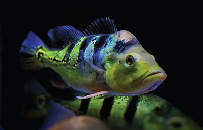 Temperamen Peacock Bass Monoculus Temperamen Peacock Bass Monoculus