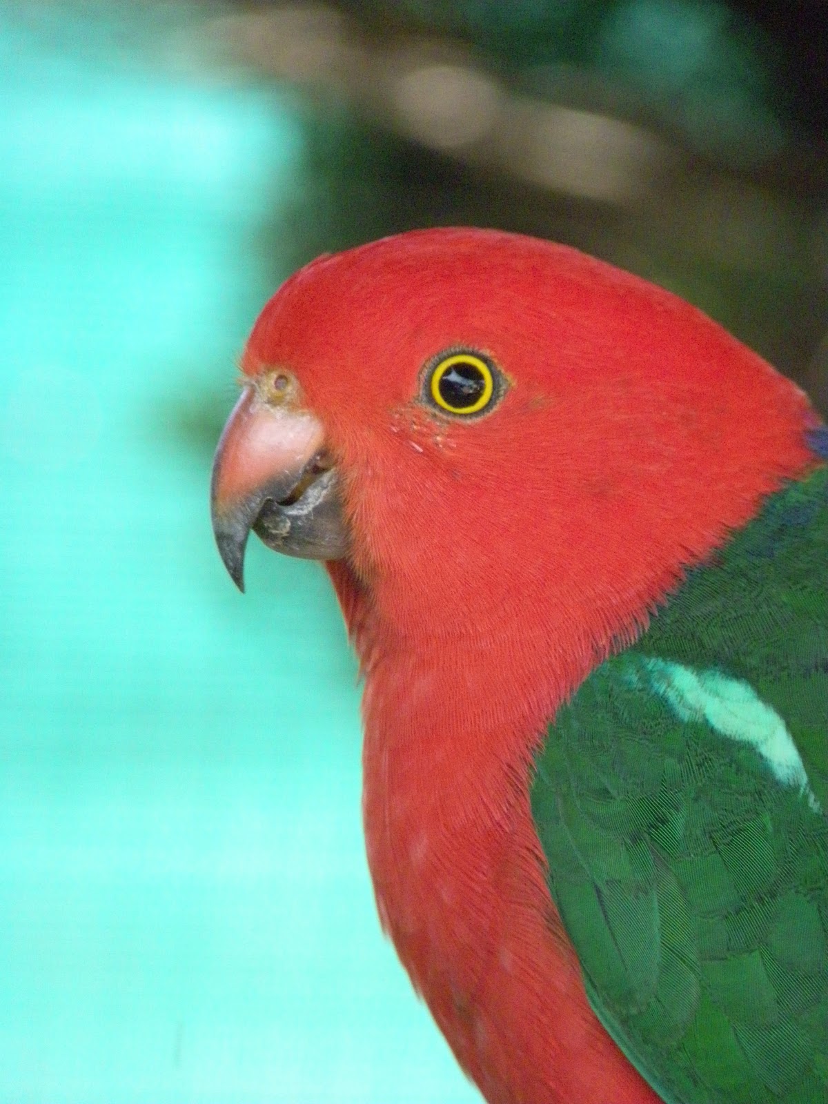Cee Lew: Colourful Australian Birds