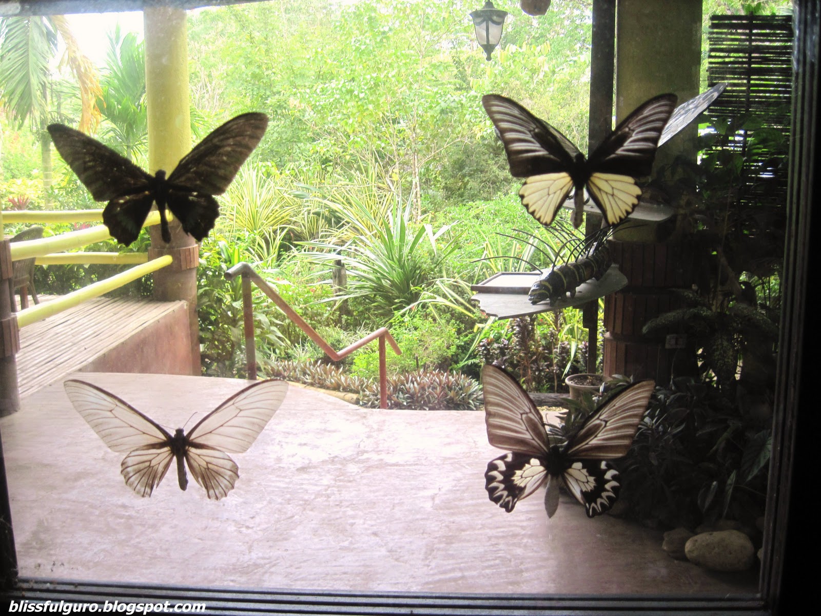 BOHOL Simply Butterflies Conservation Center blissfulguro