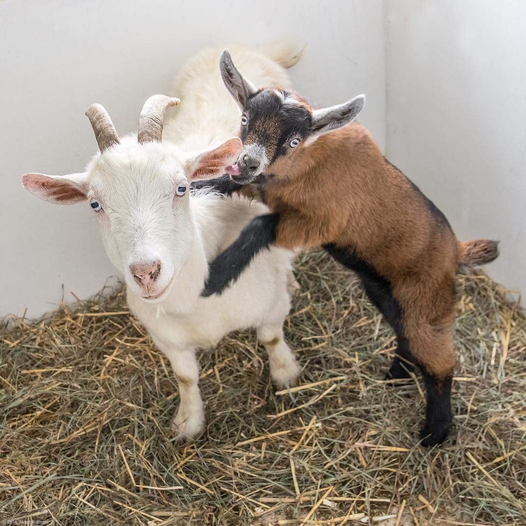 Funny animals of the week - 4 March 2016 (40 pics) | Amazing Creatures