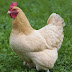 The Chicken was on Heat: 14 year old boy arrested for raping his neighbor's Pet to death