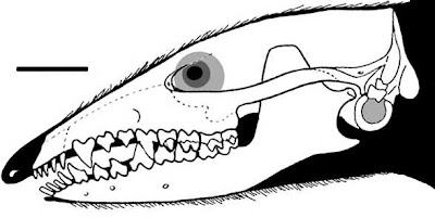 Asioryctes skull