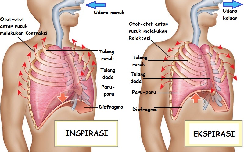 Gangguan pernapasan karena penyempitan saluran pernapasan disebut