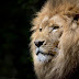 Be Lion - Inspirational Story | शेर बनो - प्रेरणादायक कहानी