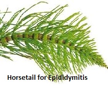 Horsetail Horsetail