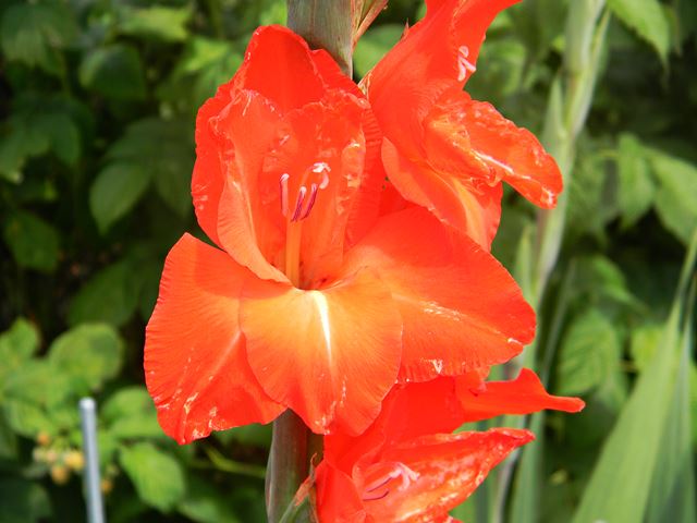 gladiola kwiat, mieczyk, roślina, koło domu, ogród
