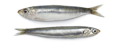 sardine anchovies difference between frozen