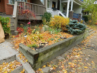 Monarch Park Toronto Fall Cleanup Front Yard Before by Paul Jung Gardening Services--a Toronto Organic Gardening Company Monarch Park Toronto Fall Cleanup Front Yard Before by Paul Jung Gardening Services--a Toronto Organic Gardening Company