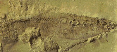 cambrian fishes