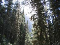 old forest