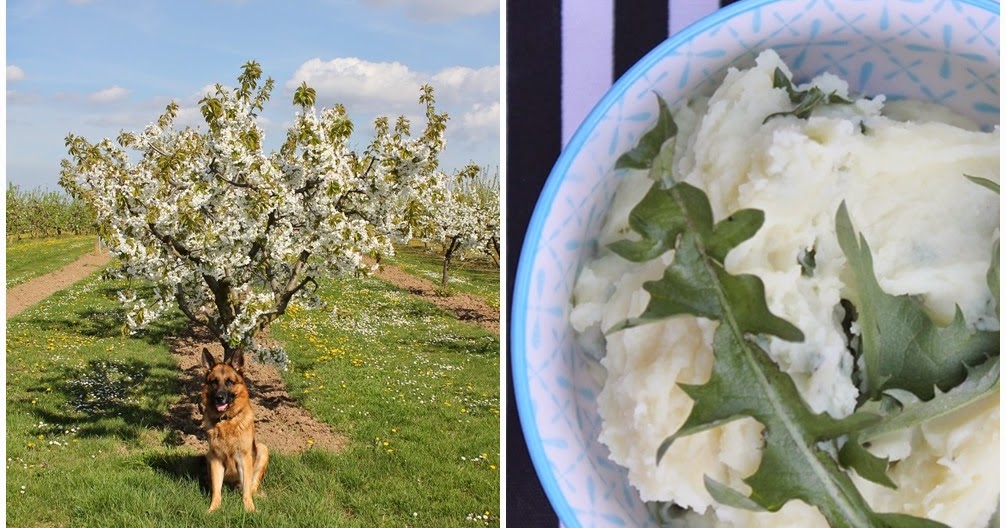 Wolkenfees Küchenwerkstatt: Stampfkartoffeln mit Löwenzahn und Bärlauchöl