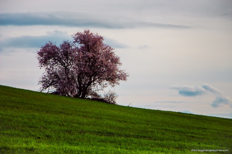 La espectacular floración de los árboles con flores rosa