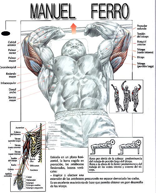 Cabeza Lateral Ejercicios Para Diferentes Partes Del Triceps