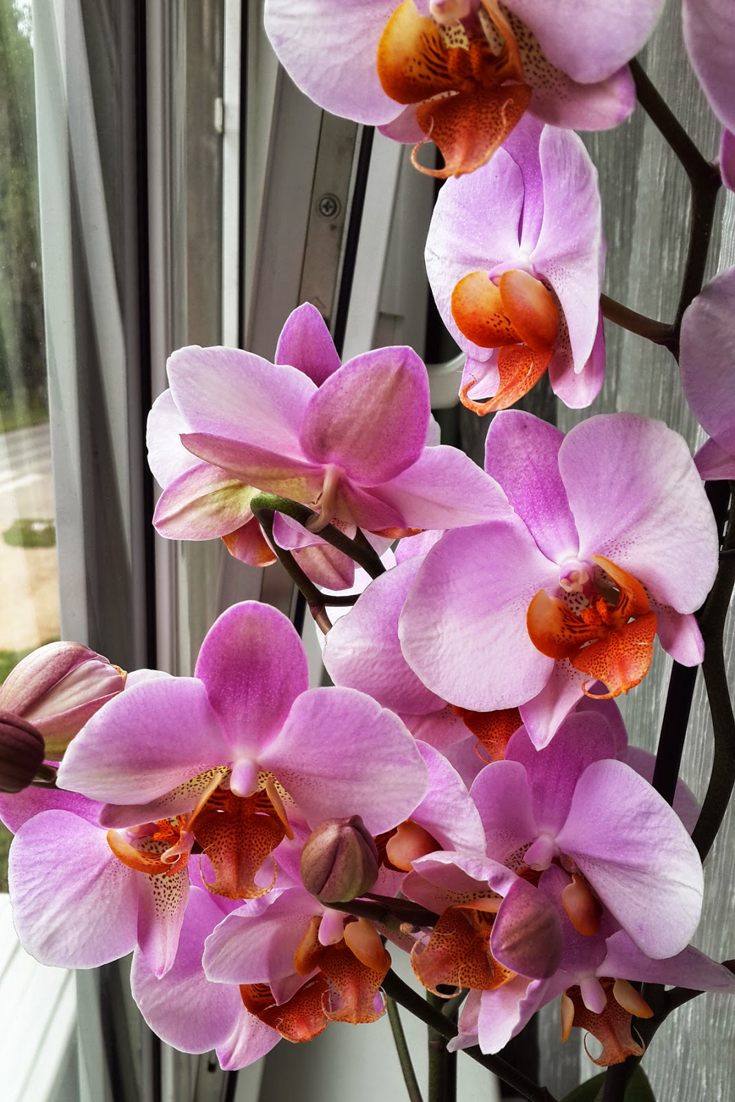 орхидеи, цветы