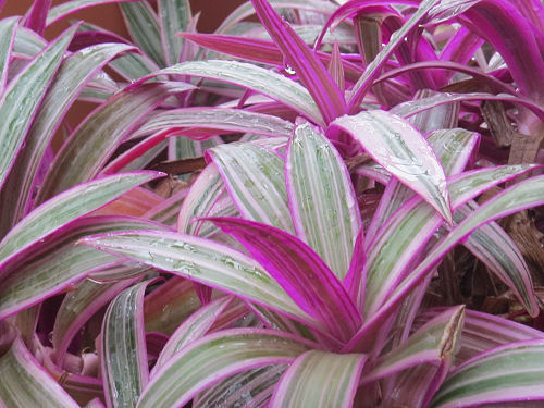 striped oyster plant