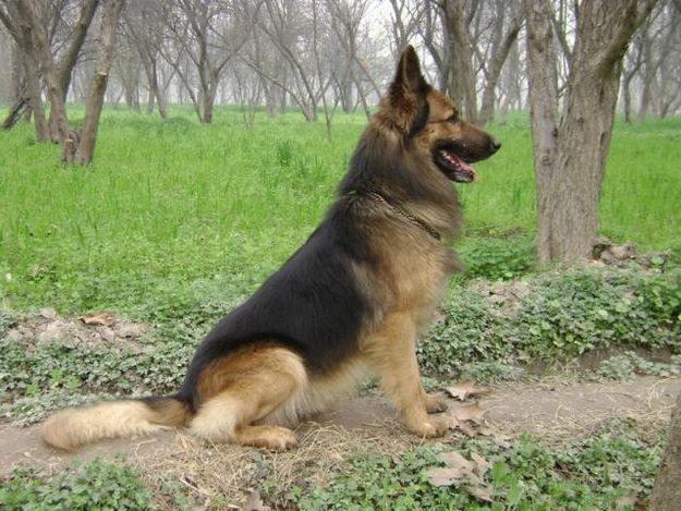 All Wallpapers: German Shepherd Dog