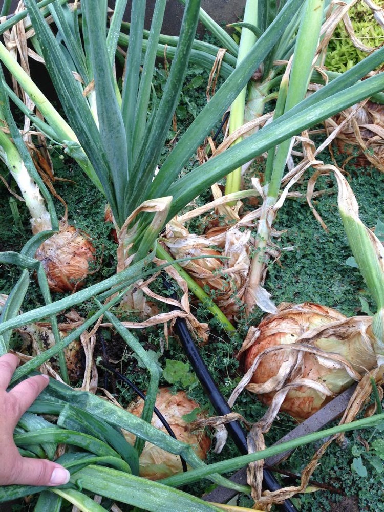 I eat with scoops shovels and spade walla walla onions a giant harvest
