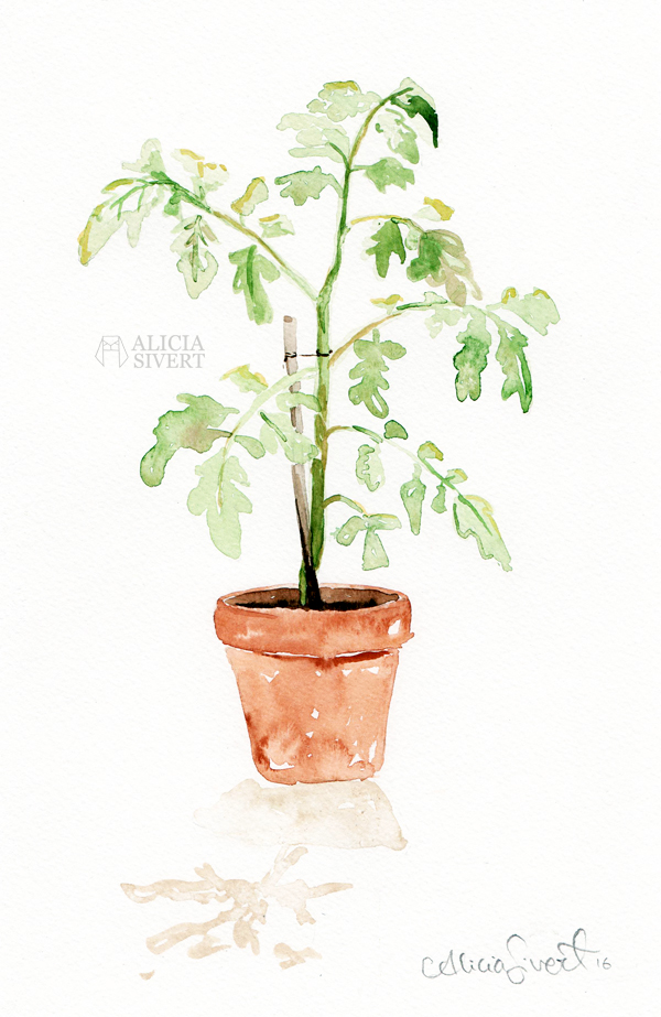 Tomato plant, water colour study by Alicia Sivertsson, 2016. odla tomat i kruka lägenhet hemma inomhus från frö tips tomattips odlingstips odling akvarell målning vattenfärg tomatplanta planta aliciasivert alicia sivert sivertsson